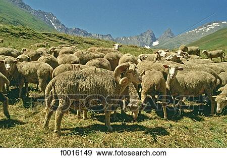Stock Photo - France, Alps, flock of sheep. Fotosearch