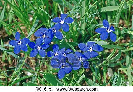 France, Alps, gentian flowers View Large Photo Image Stock Image - France, Alps, gentian flowers. Fotosearch