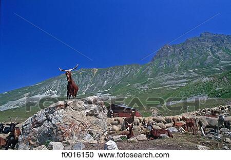 France, Alps, mountain pasture View Large Photo Image Stock Image - France, Alps, mountain pasture. Fotosearch