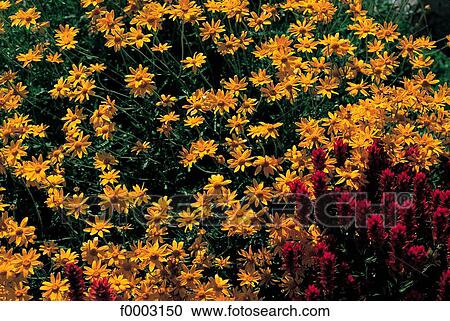 France, Alps, Valloire region, wild flower View Large Photo Image Stock Image - France, Alps, Valloire region, wild flower. Fotosearch