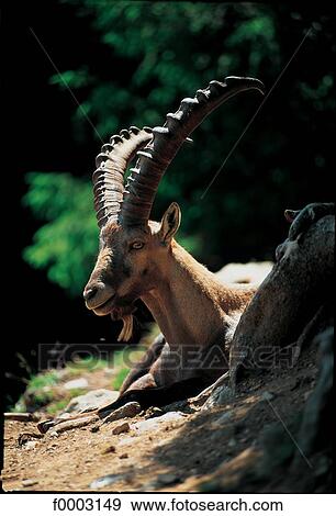 France, Alps, wild sheep View Large Photo Image Stock Photo - France, Alps, wild sheep. Fotosearch