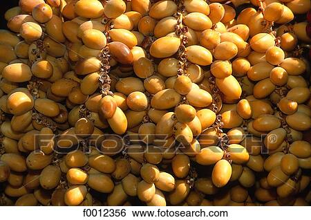 Stock Photograph - Algeria, Djanet, fresh dates. Fotosearch