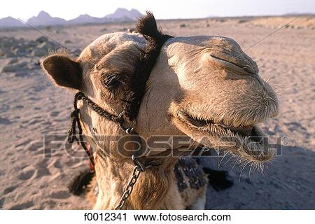 Algeria, Hoggar, camel View Large Photo Image Stock Image - Algeria, Hoggar, camel. Fotosearch