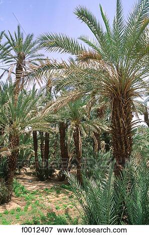 Algeria, Tassili n'Ajjer, Djanet, palm grove View Large Photo Image Stock Photo - Algeria, Tassili n'Ajjer, Djanet, palm grove. Fotosearch