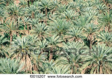 Algeria, Tassili n'Ajjer, Djanet, palm grove View Large Photo Image Stock Photo - Algeria, Tassili n'Ajjer, Djanet, palm grove. Fotosearch
