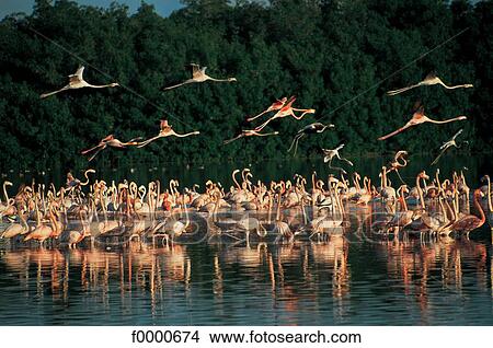 Picture - Mexico, Yucatan, Celestun, pink flamingoes. Fotosearch