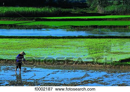 Vietnam, rice paddle View Large Photo Image Stock Photo - Vietnam, rice paddle. Fotosearch