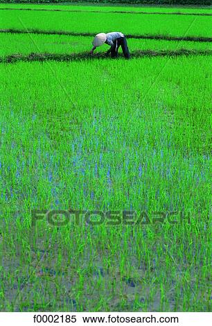 Vietnam, rice paddle View Large Photo Image Stock Photography - Vietnam, rice paddle. Fotosearch