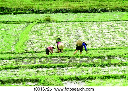 Stock Photography - Vietnam, rice paddle. Fotosearch