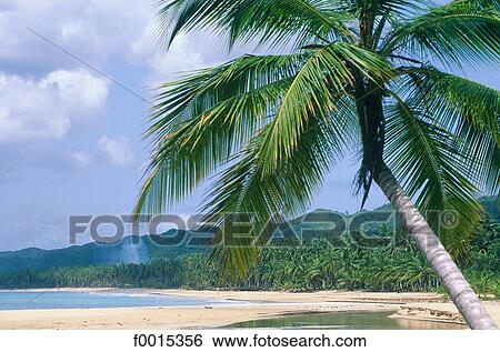 Domenican rep., Las Terranas, desert beach View Large Photo Image Stock Photograph - Domenican rep., Las Terranas, desert beach. Fotosearch
