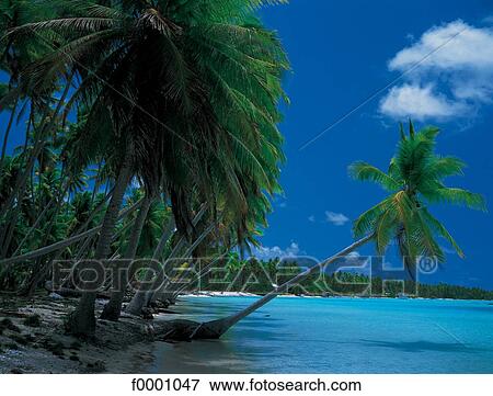 French Polynesia, Tuamotu archipelago View Large Photo Image Stock Photo - French Polynesia, Tuamotu archipelago. Fotosearch