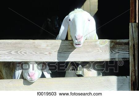 Austria, Tyrol, Innsbruck, farm View Large Photo Image Stock Image - Austria, Tyrol, Innsbruck, farm. Fotosearch
