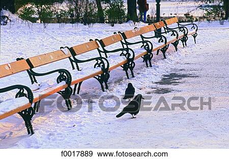 Austria, Vienna, Stadtpark in winter, crows View Large Photo Image Stock Photo - Austria, Vienna, Stadtpark in winter, crows. Fotosearch