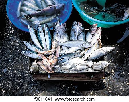 Turkey, Istanbul, Fish market at Rumeli, asian side View Large Photo Image Stock Image - Turkey, Istanbul, Fish market at Rumeli, asian side. Fotosearch