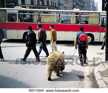 Picture - Turkey, Istanbul, Man keeping a bear on lead. Fotosearch