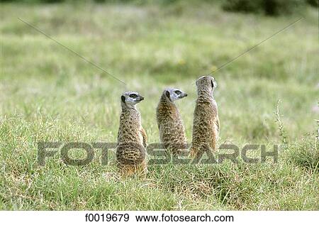 South Africa, Addo elephant park, suricates View Large Photo Image Stock Photo - South Africa, Addo elephant park, suricates. Fotosearch