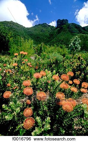 Stock Photograph - South Africa, Cape point, Kirstenbosch gardens. Fotosearch