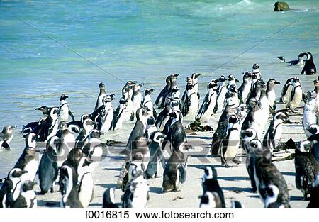 South Africa, Cape point, penguins at Boulder's beach View Large Photo Image Stock Photography - South Africa, Cape point, penguins at Boulder's beach. Fotosearch