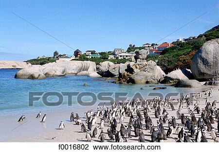 South Africa, Cape point, penguins View Large Photo Image Stock Image - South Africa, Cape point, penguins. Fotosearch