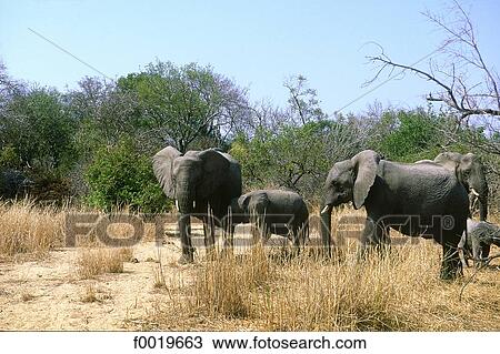 Stock Image - South Africa, Great Karoo, conservancy. Fotosearch