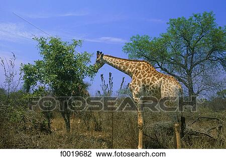 Stock Image - South Africa, Kruger park, giraffe. Fotosearch