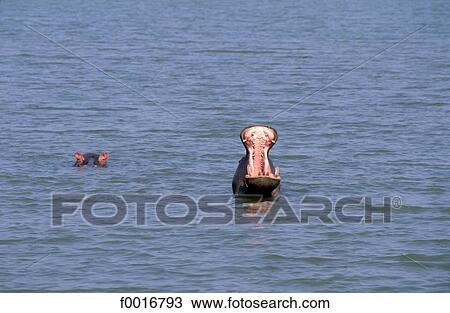 South Africa, Kruger park, hippopotamus View Large Photo Image Stock Image - South Africa, Kruger park, hippopotamus. Fotosearch