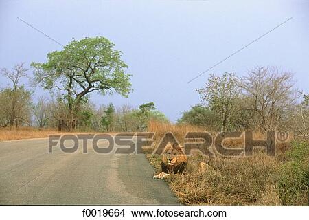 South Africa, Kruger park, lion waiting View Large Photo Image Picture - South Africa, Kruger park, lion waiting. Fotosearch