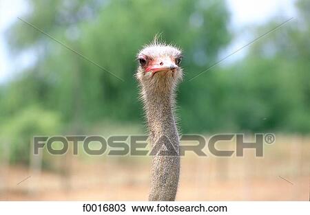 Stock Image - South Africa, little Karoo, Oudtshorn, ostrish farm. Fotosearch