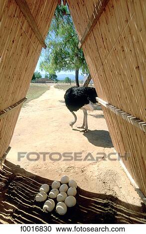 Stock Image - South Africa, little Karoo, Oudtshorn, ostrish farm. Fotosearch