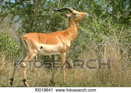 South Africa, springbok View Large Photo Image Stock Image - South Africa, springbok. Fotosearch
