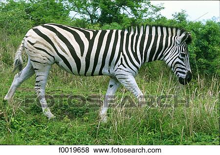 South Africa, Umfolozi-Hluhluwe park, zebra View Large Photo Image Stock Photo - South Africa, Umfolozi-Hluhluwe park, zebra. Fotosearch