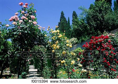 Picture - Spain, Andalusia, Granada, the Alhambra, Generalife gardens at spring. Fotosearch