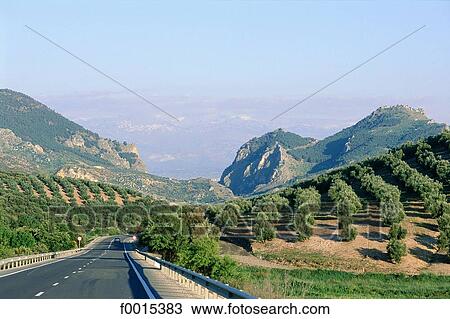 Spain, Andalusia, near Granada, olive grove in the Sierra Nevada View Large Photo Image Stock Image - Spain, Andalusia, near Granada, olive grove in the Sierra Nevada. Fotosearch