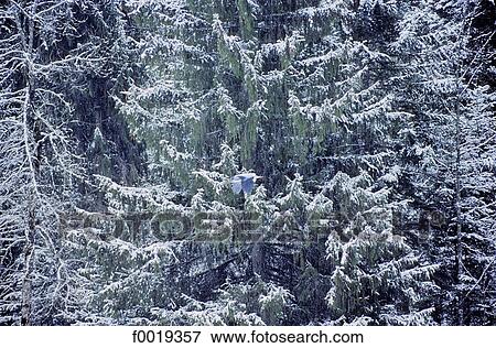 Stock Photo - France, Franche Comté, Jura mountains, snowy pine trees, heron flying. Fotosearch