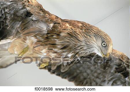 France, Franche Comté, Lake Remoray, peregrine falcon View Large Photo Image Stock Photo - France, Franche Comté, Lake Remoray, peregrine falcon. Fotosearch