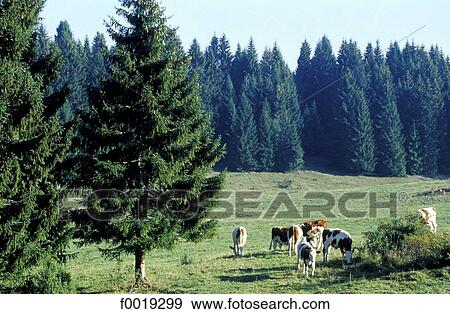 Stock Photo - France, Franche Comté, landscape. Fotosearch