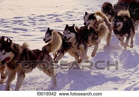 France, Franche Comté, Les Fourgs, sleddogs (Huskies) View Large Photo Image Stock Image - France, Franche Comté, Les Fourgs, sleddogs (Huskies). Fotosearch
