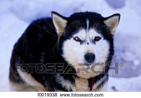 Stock Photo - France, Franche Comté, Les Fourgs, Siberian Husky. Fotosearch