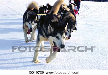 Stock Photo - France, Franche Comté, Les Fourgs, sleddogs (Huskies). Fotosearch