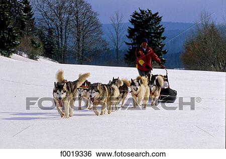 Stock Photograph - France, Franche Comté, Les Fourgs, sleddogs (Huskies). Fotosearch