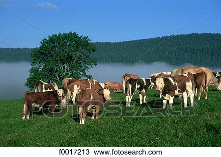 Stock Image - France, Franche Comté, Malbuisson, herd of cows. Fotosearch