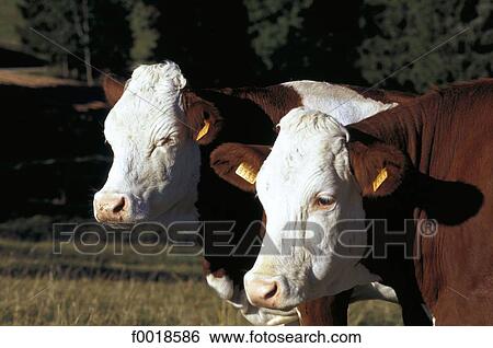 France, Franche Comté, Malbuisson, milking cows View Large Photo Image Stock Photograph - France, Franche Comté, Malbuisson, milking cows. Fotosearch