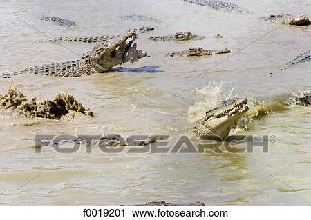 Malaysia, Borneo, Sarawak, crocodile farm View Large Photo Image Stock Image - Malaysia, Borneo, Sarawak, crocodile farm. Fotosearch