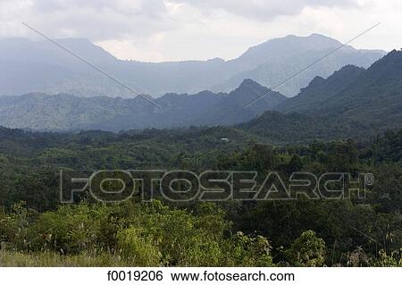 Stock Photograph - Malaysia, Borneo, Sarawak, jungle. Fotosearch
