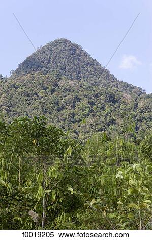 Malaysia, Borneo, Sarawak, jungle View Large Photo Image Stock Photography - Malaysia, Borneo, Sarawak, jungle. Fotosearch