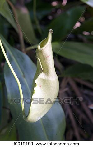 Stock Photo - Malaysia, Borneo, Sarawak, Semongoh Rehabilitation center, carnivorous plant. Fotosearch