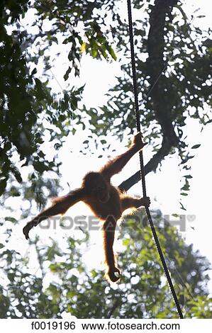 Malaysia, Borneo, Sarawak, Semongoh Rehabilitation center, orang-utan View Large Photo Image Stock Photograph - Malaysia, Borneo, Sarawak, Semongoh Rehabilitation center, orang-utan. Fotosearch