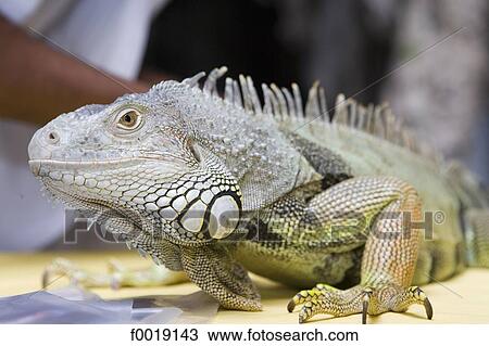 Malaysia, Kuala Lumpur, Batu caves, iguana View Large Photo Image Stock Image - Malaysia, Kuala Lumpur, Batu caves, iguana. Fotosearch