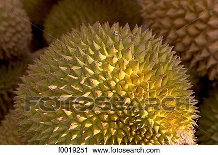 Malaysia, Kuala Terrenganu, Pasar Payang market, durian fruit View Large Photo Image Stock Image - Malaysia, Kuala Terrenganu, Pasar Payang market, durian fruit. Fotosearch