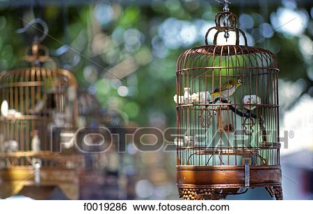 Singapore city, birds in cage View Large Photo Image Stock Photograph - Singapore city, birds in cage. Fotosearch